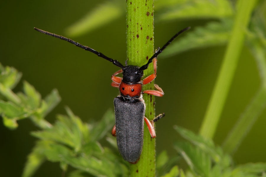 Phytoecia nigripes - Schwarzfüßiger Walzenhalsbock, Käfer auf Stengel