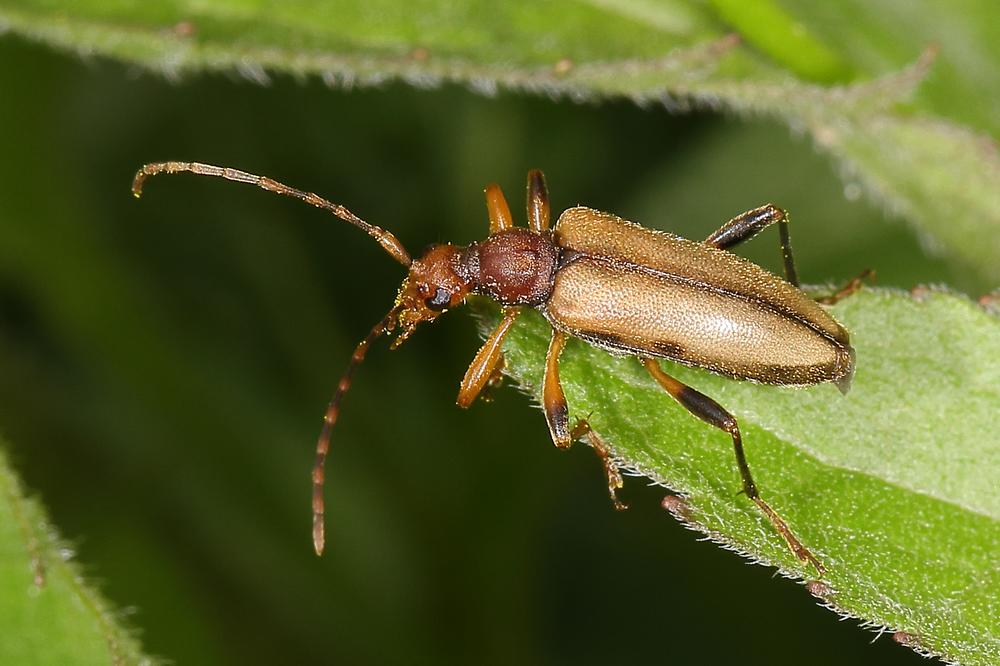 Pidonia lurida - Bleichgelber Schnürhalsbock