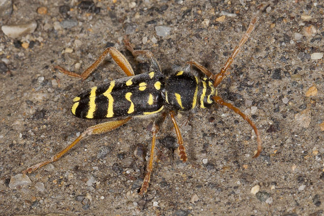 Plagionotus arcuatus - Eichenwidderbock, Wespenbock, Käfer auf Fahrweg