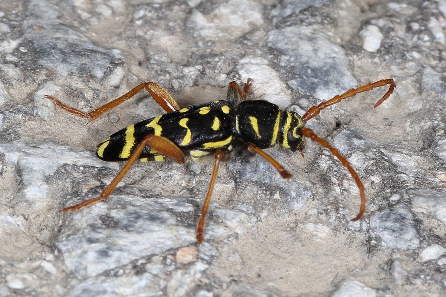 Plagionotus arcuatus - Eichenwidderbock, Käfer auf Fahrweg