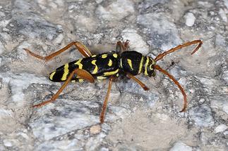 Plagionotus arcuatus - Eichenwidderbock, Käfer auf Fahrweg (2)