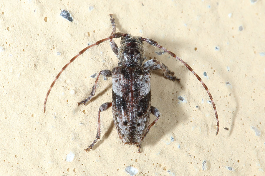 Pogonocherus fasciculatus - Gemeiner Wimpernbock, Kiefernzweigbock, Käfer auf Klostermauer
