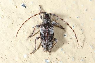 Pogonocherus fasciculatus - Gemeiner Wimpernbock, Kiefernzweigbock, Käfer auf Klostermauer (1)