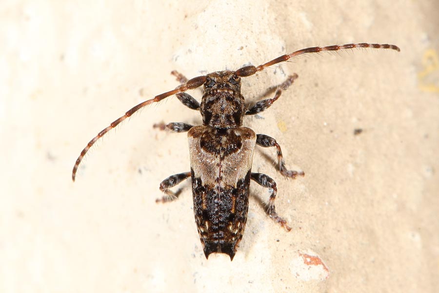 Pogonocherus hispidus - Dorniger Wimpernbock, Käfer auf Klostermauer