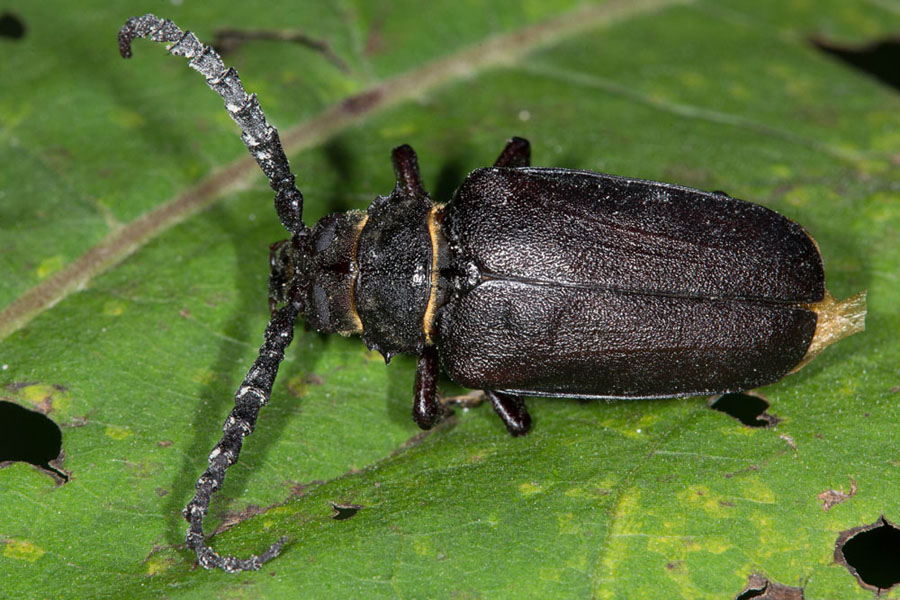 Prionus coriarius - Sägebock, Gerberbock, Käfer umgedreht tot