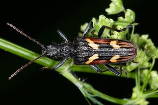Rhagium bifasciatum - Gelbbindiger Zangenbock, Käfer auf Blattstiel