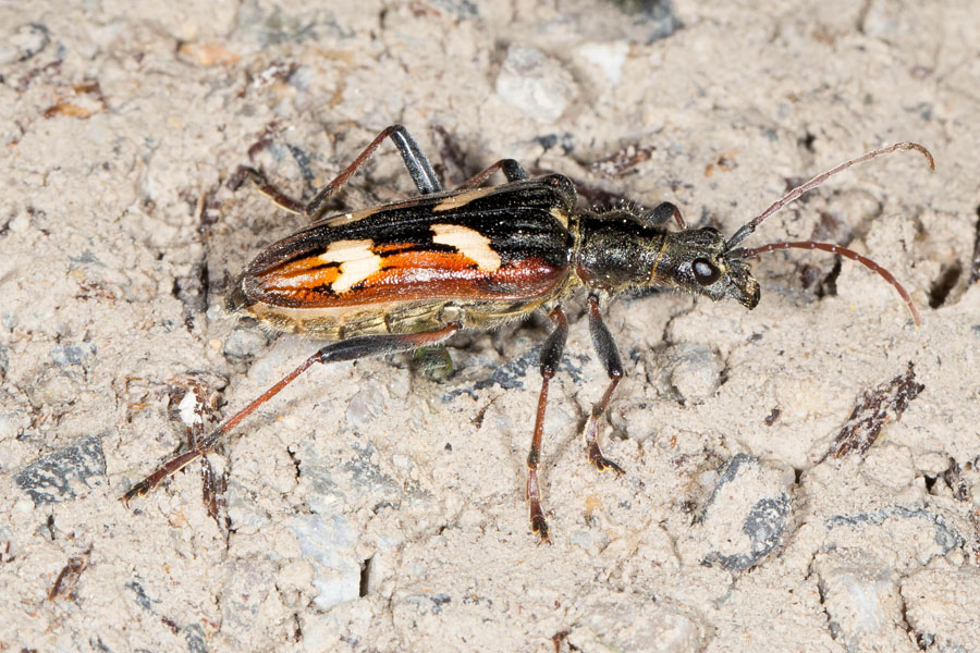 Rhagium bifasciatum - Gelbbindiger Zangenbock, Käfer auf Weg
