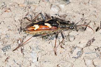 Rhagium bifasciatum - Gelbbindiger Zangenbock, Käfer auf Weg