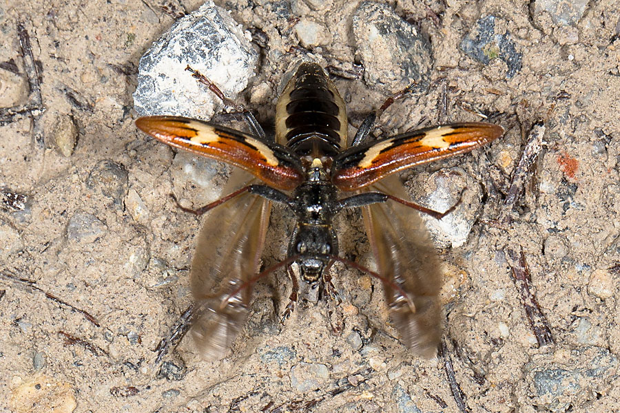 Rhagium bifasciatum - Gelbbindiger Zangenbock, vor Abflug