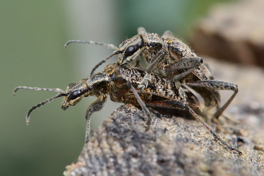 Rhagium inquisitor - Schrotbock, Käfer Paar