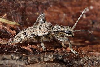 Rhagium inquisitor - Schrotbock, Käfer auf Holz (3)