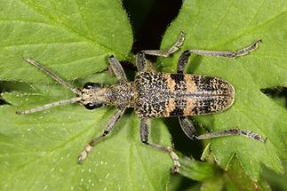 Rhagium mordax - Schwarzfleckiger Zangenbock, Käfer auf Blatt