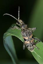 Rhagium mordax - Schwarzfleckiger Zangenbock, Käfer auf Gras (1)