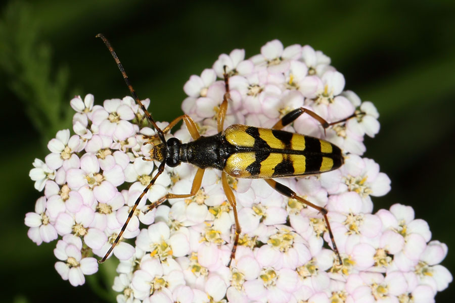 Rutpela maculata - Gefleckter Schmalbock, Käfer auf Blüten