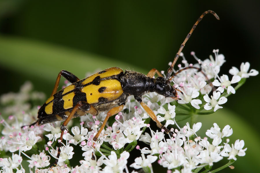 Rutpela maculata - Gefleckter Schmalbock, Käfer auf Blüten