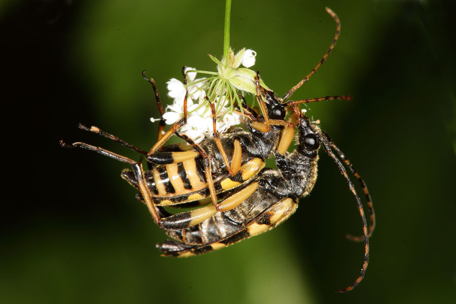 Rutpela maculata - Gefleckter Schmalbock, Paar