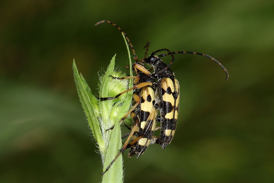 Rutpela maculata - Gefleckter Schmalbock, Paar