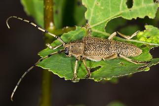 Saperda carcharias - Großer Pappelbock, Käfer auf Blatt (2)