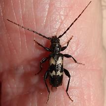 Semanotus undatus - Nadelholz-Wellenbock, Käfer auf Hand