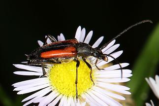 Stenurella melanura - Kleiner Schmalbock, Weibchen (2)