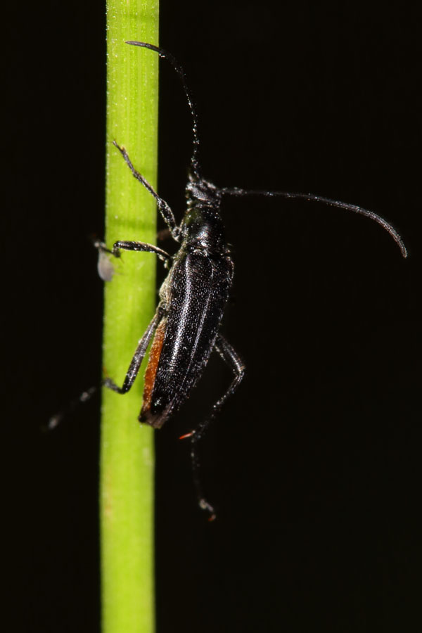 Stenurella nigra - Schwarzer Schmalbock, Käfer auf Stengel