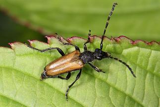 Stictoleptura maculicornis - Fleckenhörniger Halsbock, Käfer auf Blatt (2)