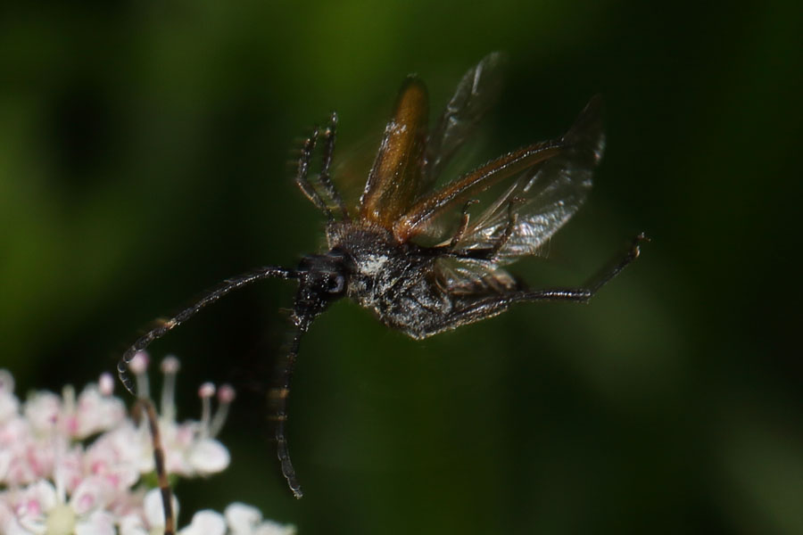 Stictoleptura maculicornis - Fleckenhörniger Halsbock, Käfer im Abflug