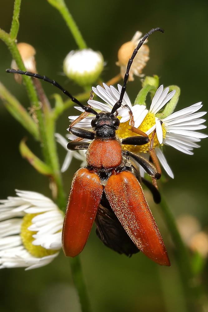 Stictoleptura rubra - Rothalsbock