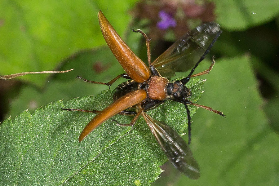 Stictoleptura rubra - Rothalsbock, Käfer Weibchen