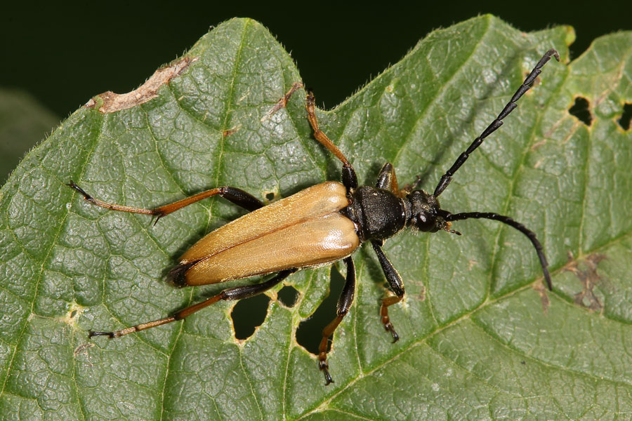 Stictoleptura rubra - Rothalsbock, Männchen