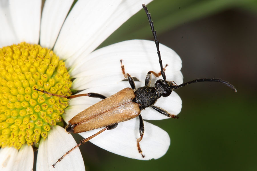 Stictoleptura rubra - Rothalsbock, Männchen auf Blüte