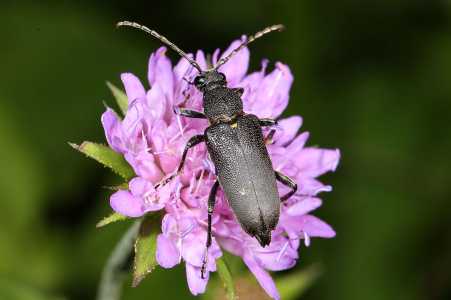 Stcitoleptura scutellata - Haarschildiger Halsbock, Käfer auf Blüte