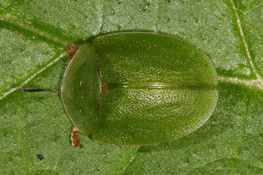 Cassida rubiginosa - Distelschildkäfer, Käfer auf Blatt