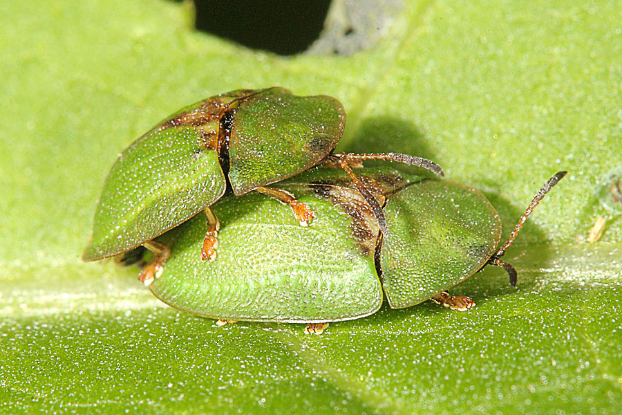 Cassida rubiginosa - Distelschildkäfer, Paar