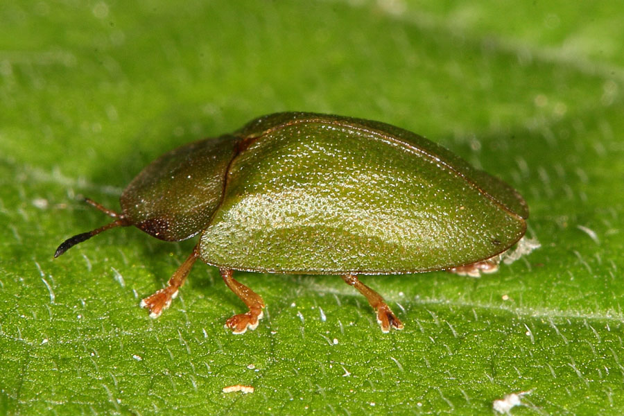 Cassida sp, - kein dt. Name bekannt, Käfer auf Blatt