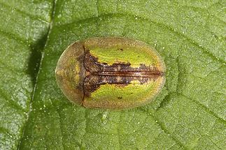 Cassida vibex - Rostiger Schildkäfer