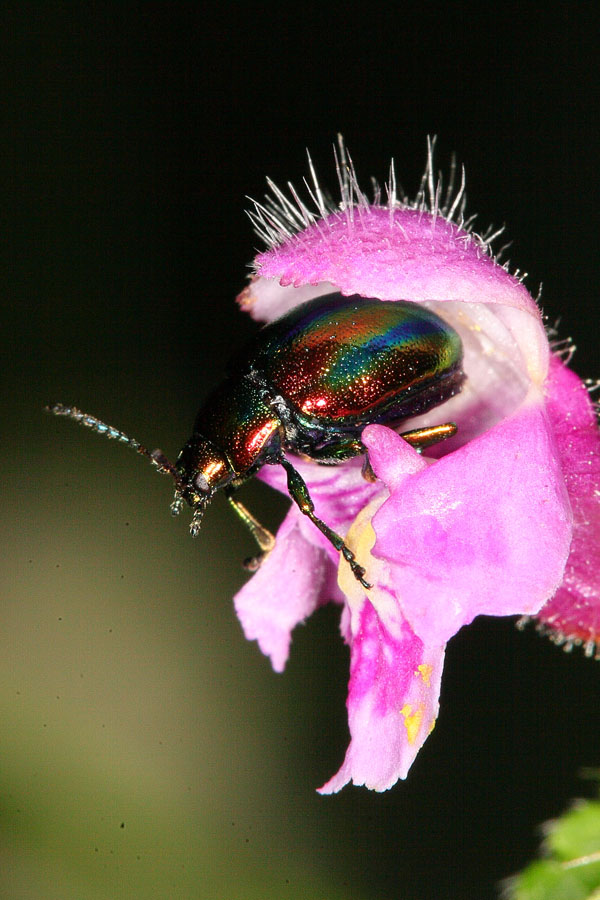 Chrysolina fastuosa - Prächtiger Blattkäfer, Käfer in Taubnessel