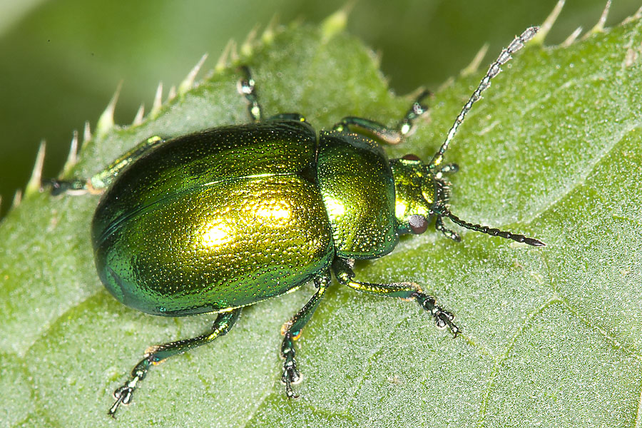 Chrysolina herbacea - Minze-Blattkäfer, Käfer auf Blatt