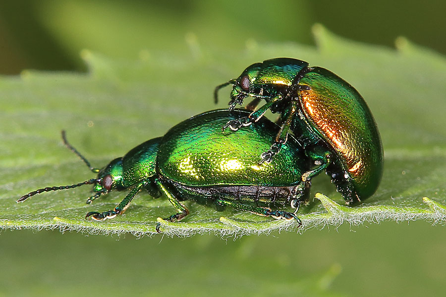 Chrysolina herbacea - Minze-Blattkäfer, Paar