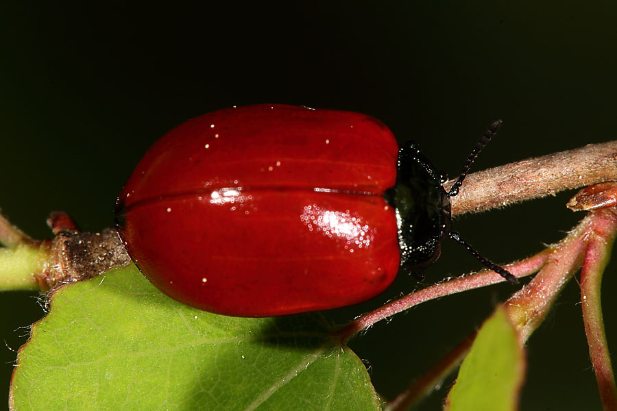 Chrysomela populi - Pappelblattkäfer, Käfer auf Ast