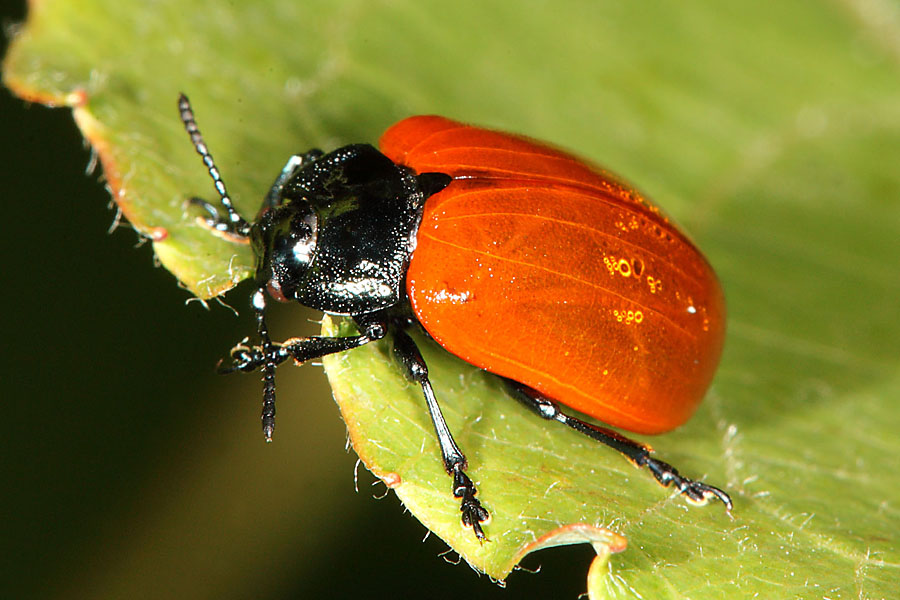 Chrysomela populi cf. - Pappelblattkäfer, Käfer auf Blatt