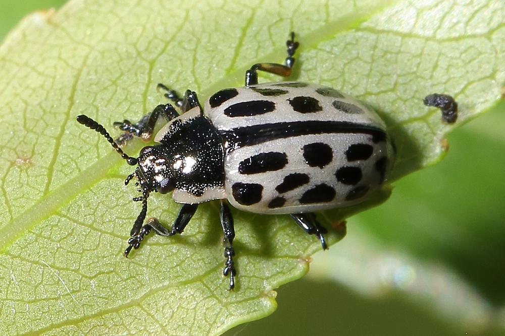 Chrysomela vigintipunctata - Gefleckter Weidenblattkäfer