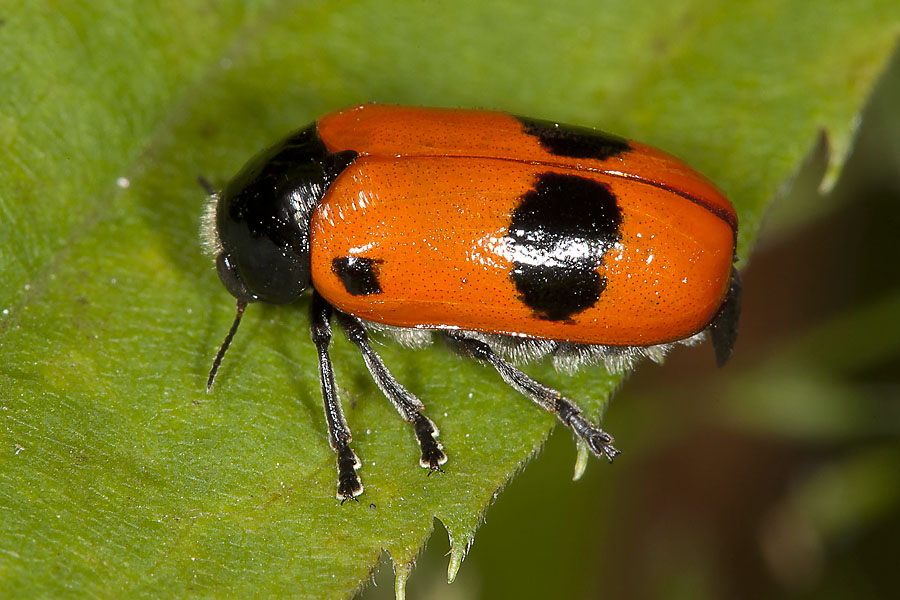 Clytra laeviuscula - Ameisen-Sackträger, Käfer auf Blatt