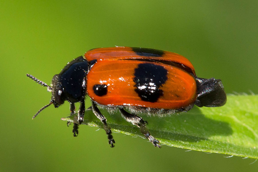 Clytra laeviuscula - Ameisen-Sackträger, Käfer vor Abflug