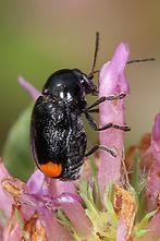 Cryptocephalus biguttatus - Zweifleckiger Fallkäfer, Käfer auf Blütenblatt