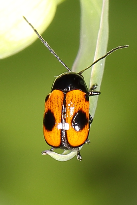 Cryptocephalus bipunctatus - Zweipunktiger Fallkäfer