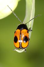 Cryptocephalus bipunctatus - Zweipunktiger Fallkäfer (2)