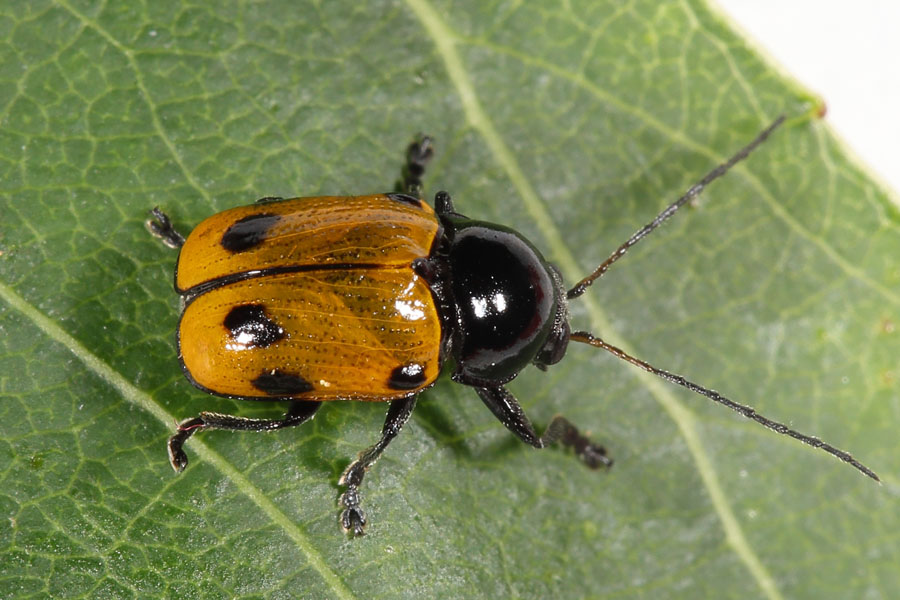 Cryptocephalus imperialis - Kaiserlicher Fallkäfer, Käfer auf Blatt