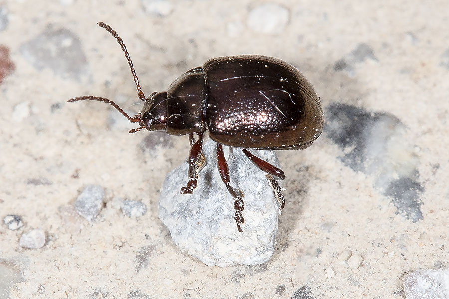 Chrysolina purpurascens crassimargo ssp. - kein dt. Name bekannt, Käfer auf Fahrweg