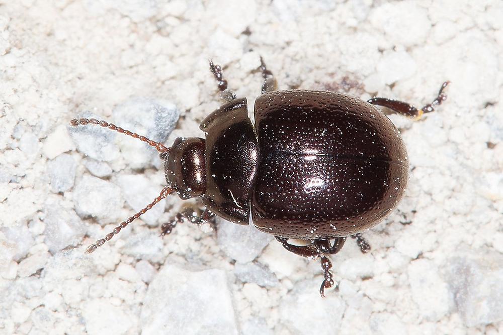 Chrysolina purpurascens crassimargo ssp. - kein dt. Name bekannt, Käfer auf Fahrweg